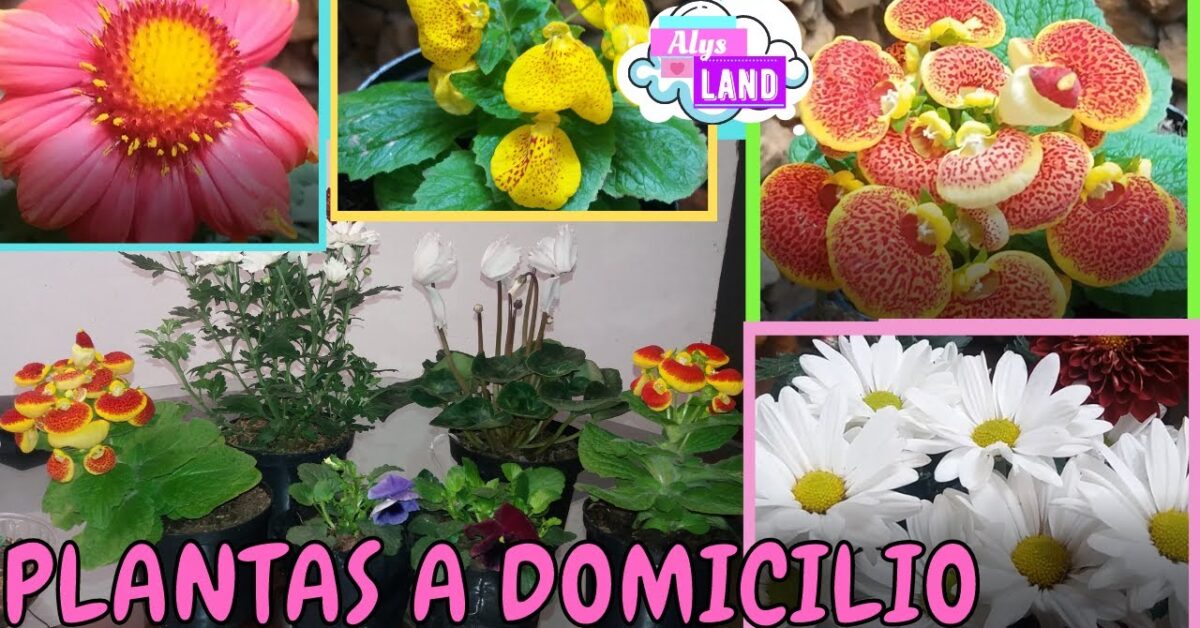 Macetas a a domicilio