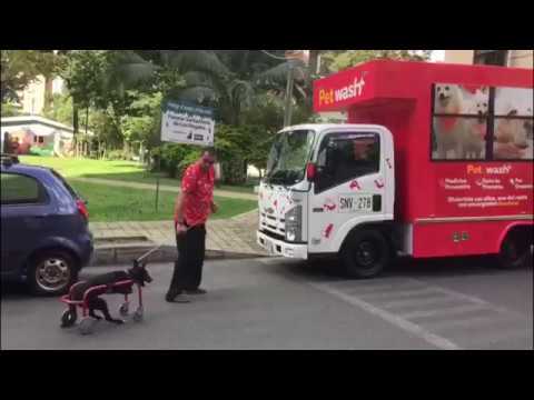 Baño de mascotas a a domicilio