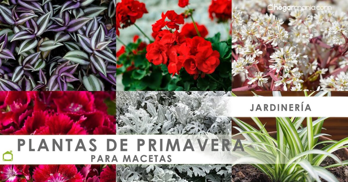 Plantas de terraza a a domicilio