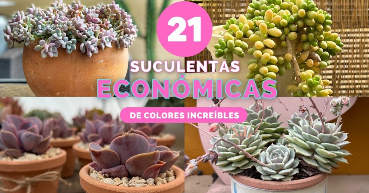 Plantas baratas a a domicilio