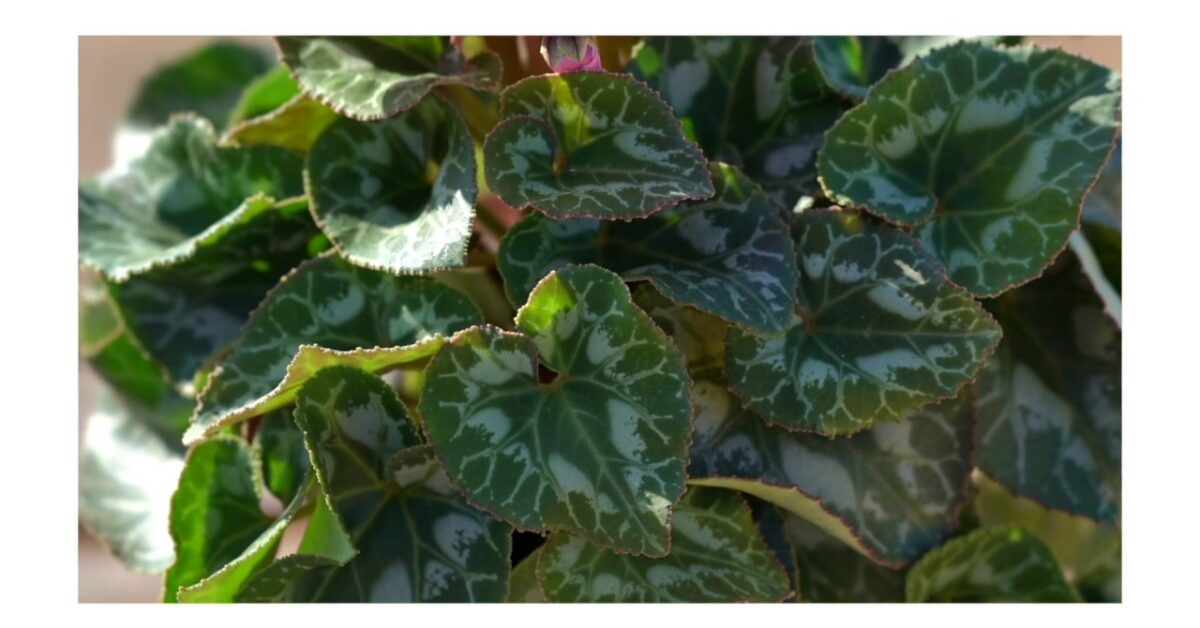 Flores a a domicilio palma